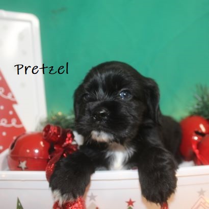 puppy, for, sale, Cocker Spaniel, Joe & Cherri  Overlease, dog, breeder, Miller, MO, dog-breeder, puppy-for-sale, forsale, nearby, find, puppyfind, locator, puppylocator, aca